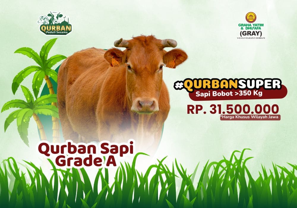 Foto Qurban Sapi Grade A