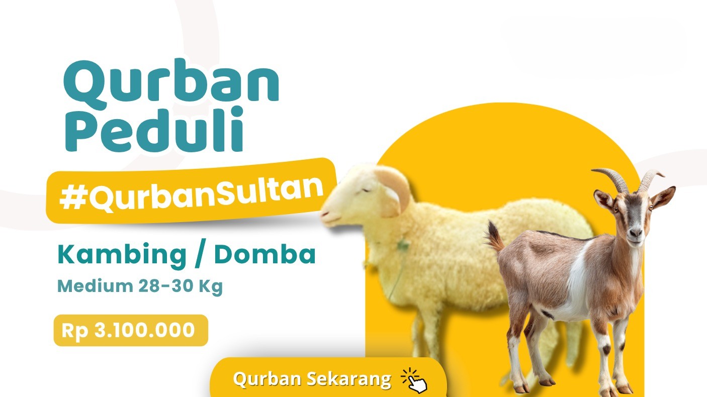 Foto Domba/Kambing Medium